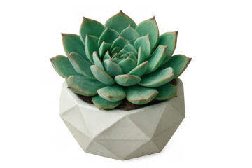 Succulent echeveria plant with green leaves in a modern geometric concrete pot, transparent background