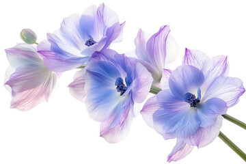 Fototapeta premium Delicate blue purple flowers isolated on a transparent background