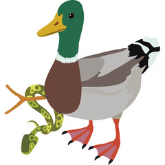 Green Headed Mallard Duck Standing with Yellow Green Snake Wrapped Around Its Leg on Transparent Background Vector Illustration