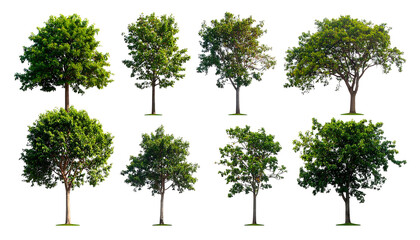 Eight green leafy trees of varying shapes against a stark black background, showcasing diverse forms and textures