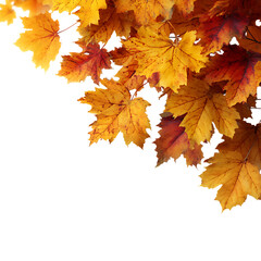 Fototapeta premium Autumn maple leaves corner frame, yellow and orange, isolated on transparent background