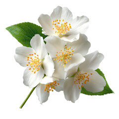 Obraz premium Beautiful jasmine blossoms with vibrant yellow stamens and green leaves on transparent background