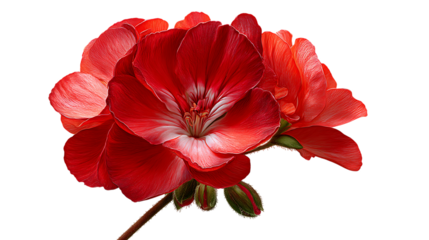 Bright red geranium flower petals, blossoms, and buds detail on transparent background