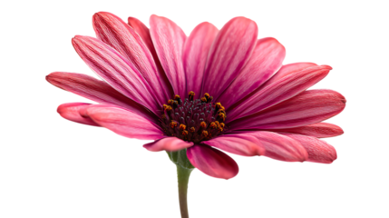 Closeup of a pink african daisy osteospermum flower with detailed petals on transparent background