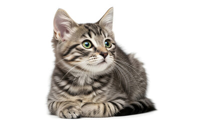 Obraz premium british shorthair cat