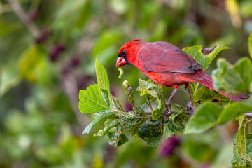 Northern cardinal (Cardinalis cardinals) eating a green caterpillar in Sarasota, Florida