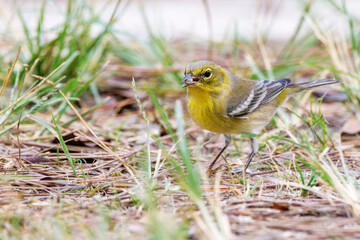 Pine warbler (Setophaga pinus), a cute songbird, on the ground looking for seeds in Highlands Hammock State Park, Florida, during the fall