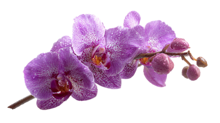 Purple orchid blossom and buds, dew drops visible, on transparent background, isolated closeup