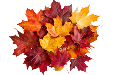 Autumn foliage arrangement isolated on a transparent background