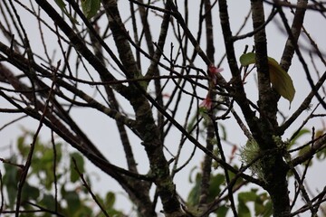 woodpecker on a branch