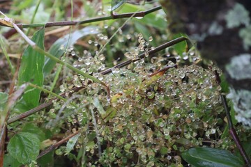 green moss on the rock