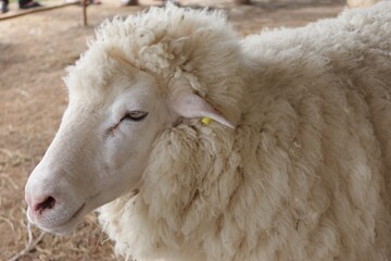 Fototapeta premium sheep in a field