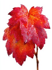 Crimson leaves adorned with water droplets