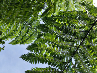 A beautiful view from under a canopy of large, lush fern leaves, against a bright blue sky. The...