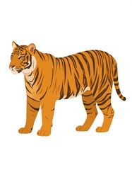 Fototapeta premium A stately, standing big cat with orange and black striped fur