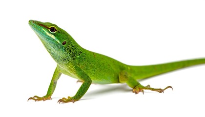 Obraz premium A vibrant green reptile with a long tail, standing on a white backdrop