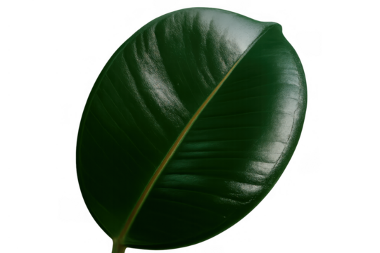 Ficus elastica leaf providing fresh green nature backdrop, isolated botanical element with transparent background - Powered by Adobe
