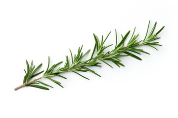 A rosemary branch plant herbs fir.