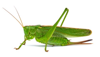 A vibrant green insect with long legs and antennae, set on white