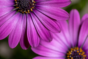 close up of pink daisy flower  Displays a close-up of a purple flower. Full-frame composition, purple tone