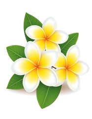 Beautiful tropical flowers with yellow centers and bright white petals