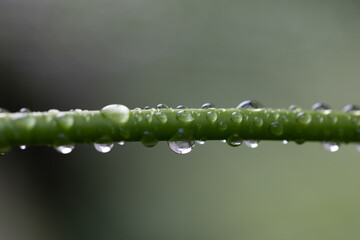 dew on the grass  Displays a close-up of a green stem with water droplets. Full-frame composition,...