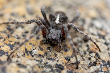 spider on the web Presents a close-up of a spider. Full-frame composition, brown-gray tone. Natural style