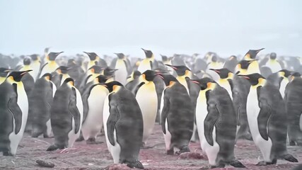 Emperor penguins marching in a colony antarctica wildlife photography icy landscape ground perspective natural behavior
