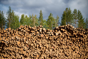 Stacked logs in a forest with trees under a cloudy sky during daylight hours