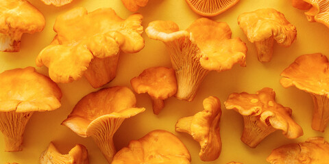 Close up mushroom Chanterelle as banner, yellow orange color edible healthy fungus on yellow...