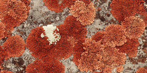 Lichens and mosses in various shapes, forms and textures on surface of rocks as natural environment...