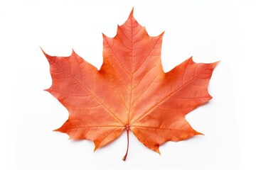 Canada maple leaf plant tree white background.