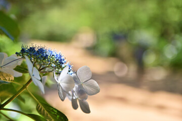 	アジサイの間から見える日傘をさした女性