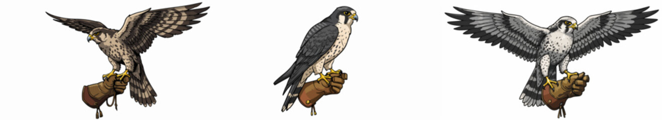 Falconry bird on glove with transparent background