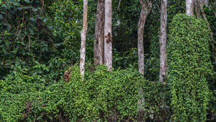 Wild monkeys in the tropical jungle. Macaques sit on the branches of trees among the green foliage, climb the trunk. Borneo rain forest. Malaysia. Kinabatangan Nature Reserve.