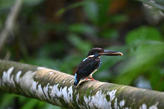 Malaysian Blue-Banded Kingfisher (Alcedo peninsulae)
