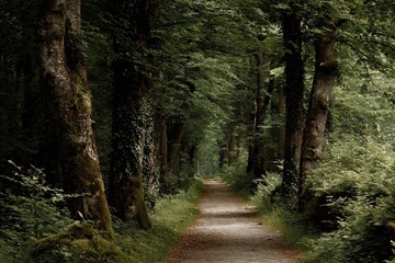 Obraz premium Sunlit Forest Path Lined With Towering Trees Leading To Brightness and Mystery