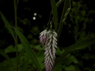 Dark Botanical Celosia — Pink-White Flower Cluster in Shadow, High-Contrast Garden Bokeh, Editorial Nature Shot