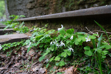 Wildflowers Railroad Tracks Springtime - Closeup of white wildflowers growing along a railroad track in springtime.