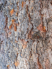 Bark texture and background of a old fir tree trunk. Detailed bark texture. Natural background