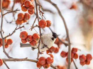 Cute bird the willow tit, song bird sitting on a branch without leaves in the winter.