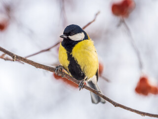Fototapeta premium Cute bird Great tit, songbird sitting on a branch without leaves in the autumn or winter.
