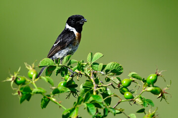 Schwarzkehlchen (Saxicola rubicola) - Männchen mit Ameise im Schnabel // European stonechat - male...