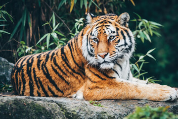 The Majestic Rest of the Tiger