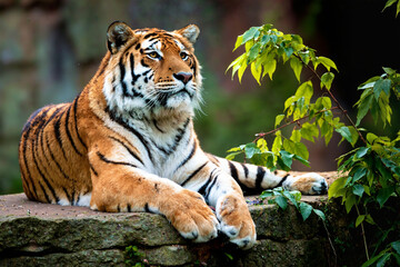 The Calm King of the Jungle