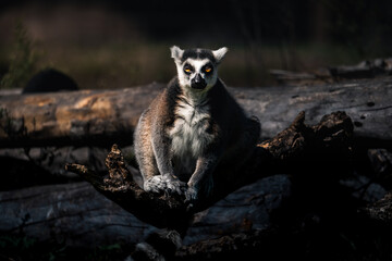 Wild ring-tailed lemur photographed in natural outdoor lighting.