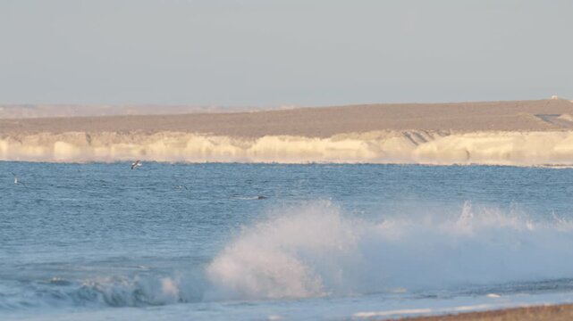 Peaceful seascape with southern right whale and seabirds near Puerto Madryn's Playa Las Canteras.