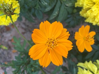 yellow flowers in the garden
