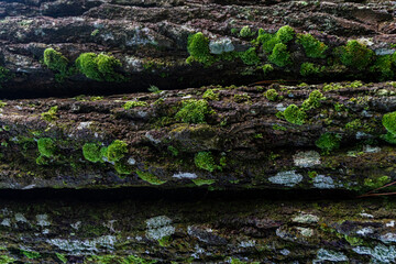 Mossy Bark Natures Rich Texture on Forest Tree.
