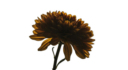 Golden Yellow Chrysanthemum Flower Backlit with Transparent Background
